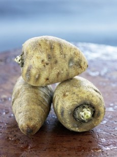 le-cerfeuil-tubereux